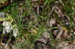 Large yellow vetch